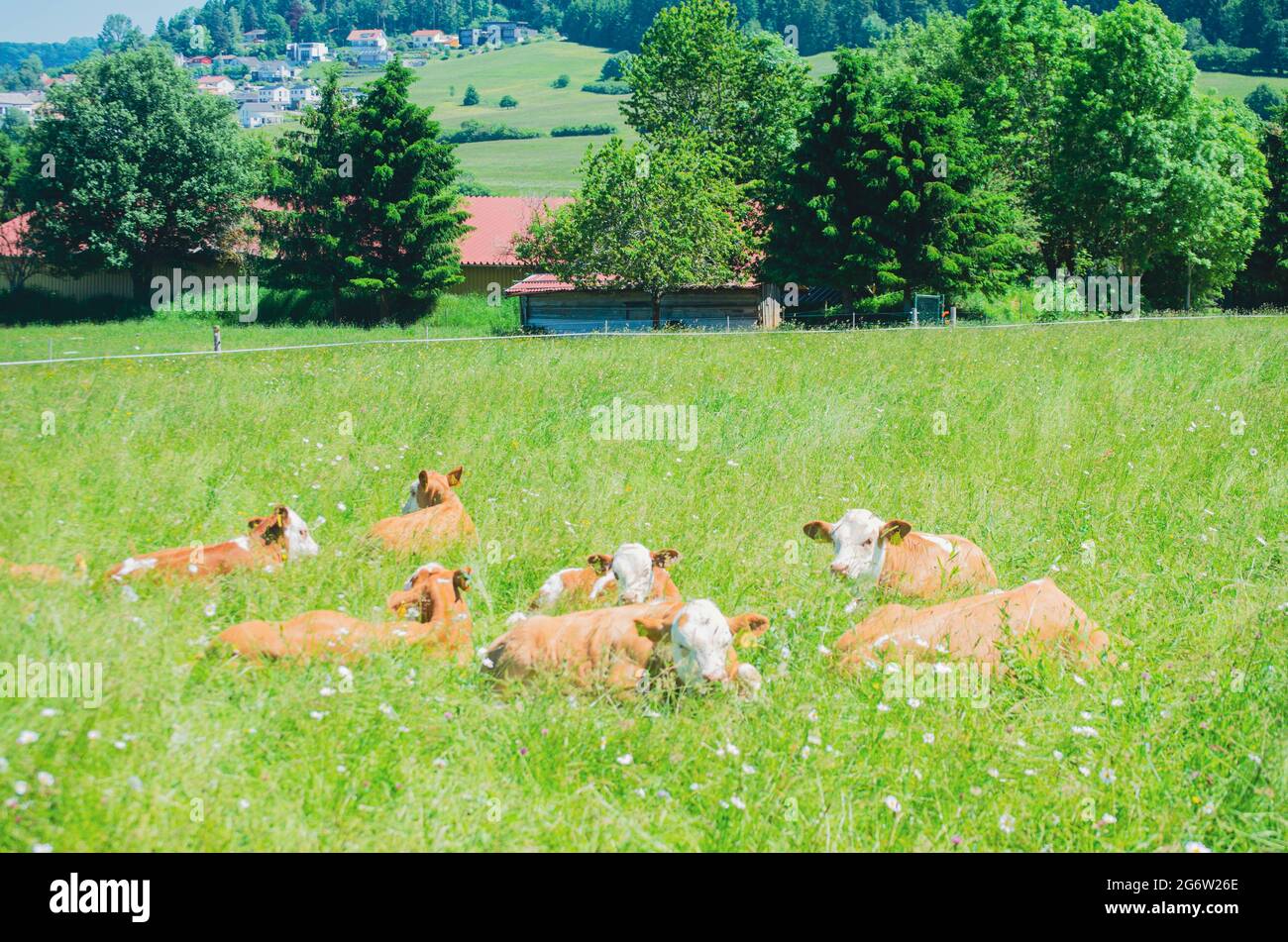 Kühe entspannen auf einer Wiese in Süddeutschland Stockfoto