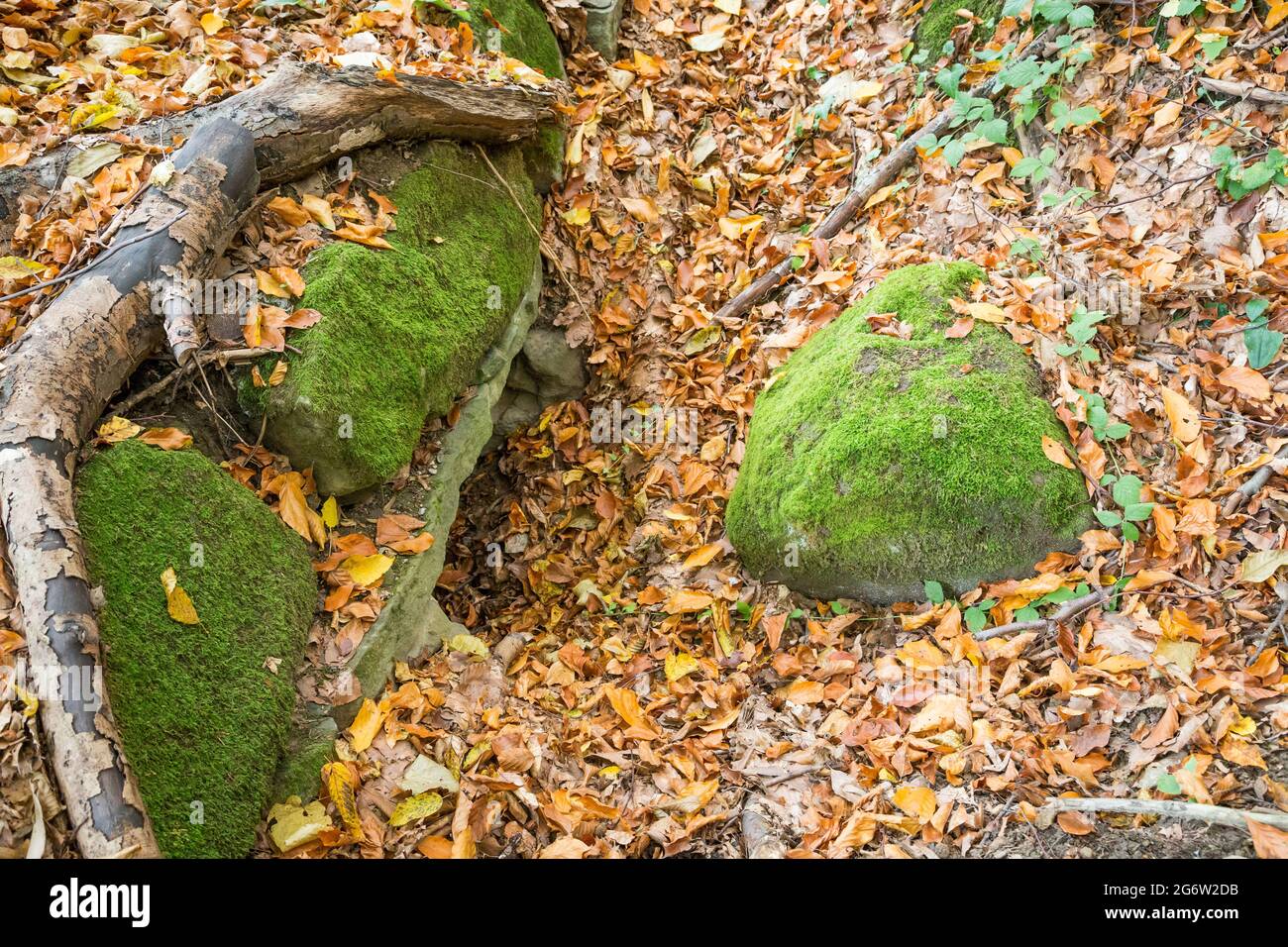 Herbst im Wald - Steine mit grünem Moos auf einem Teppich aus bunten Blättern Stockfoto
