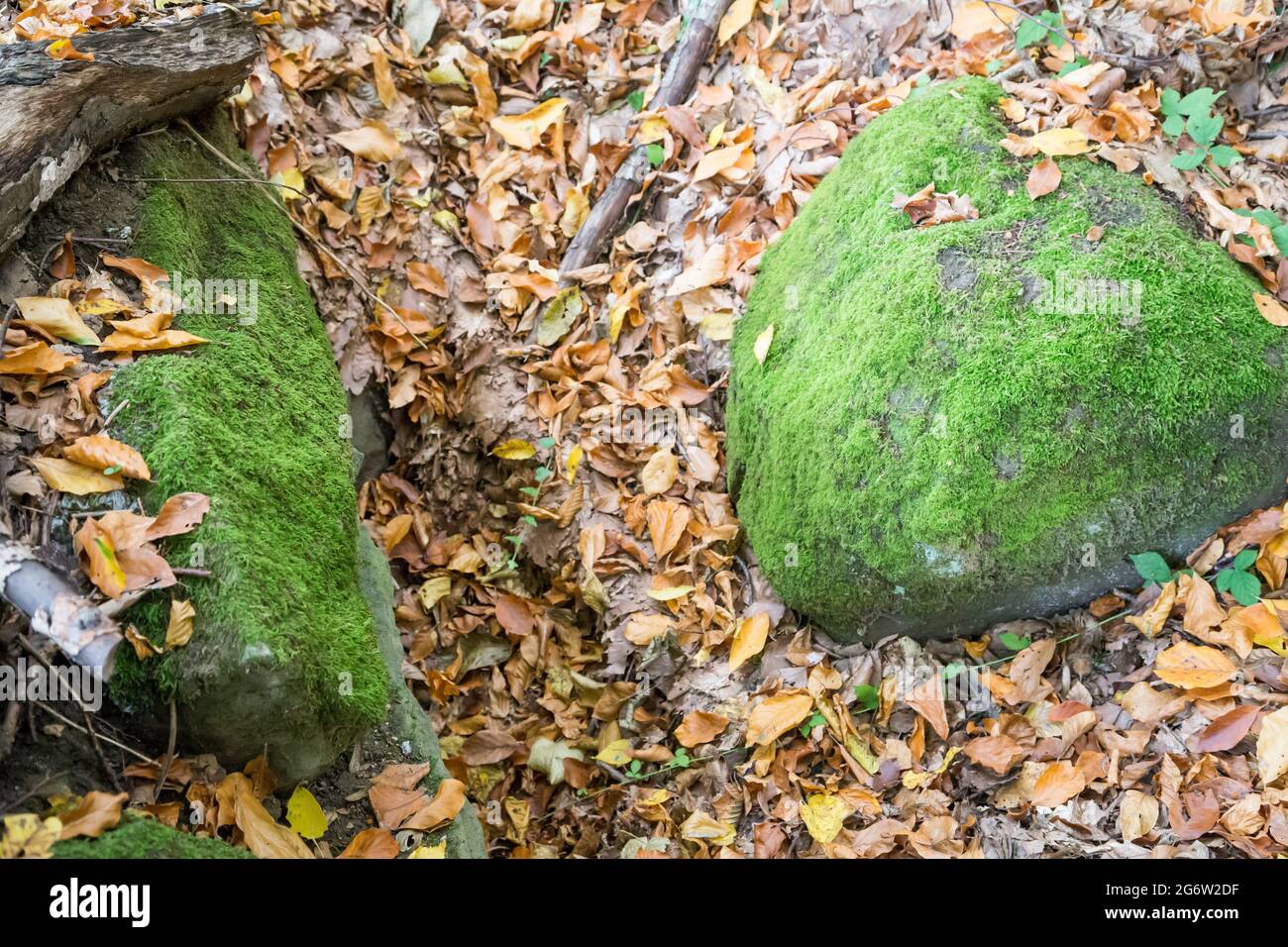 Herbst im Wald - Steine mit grünem Moos auf einem Teppich aus bunten Blättern Stockfoto