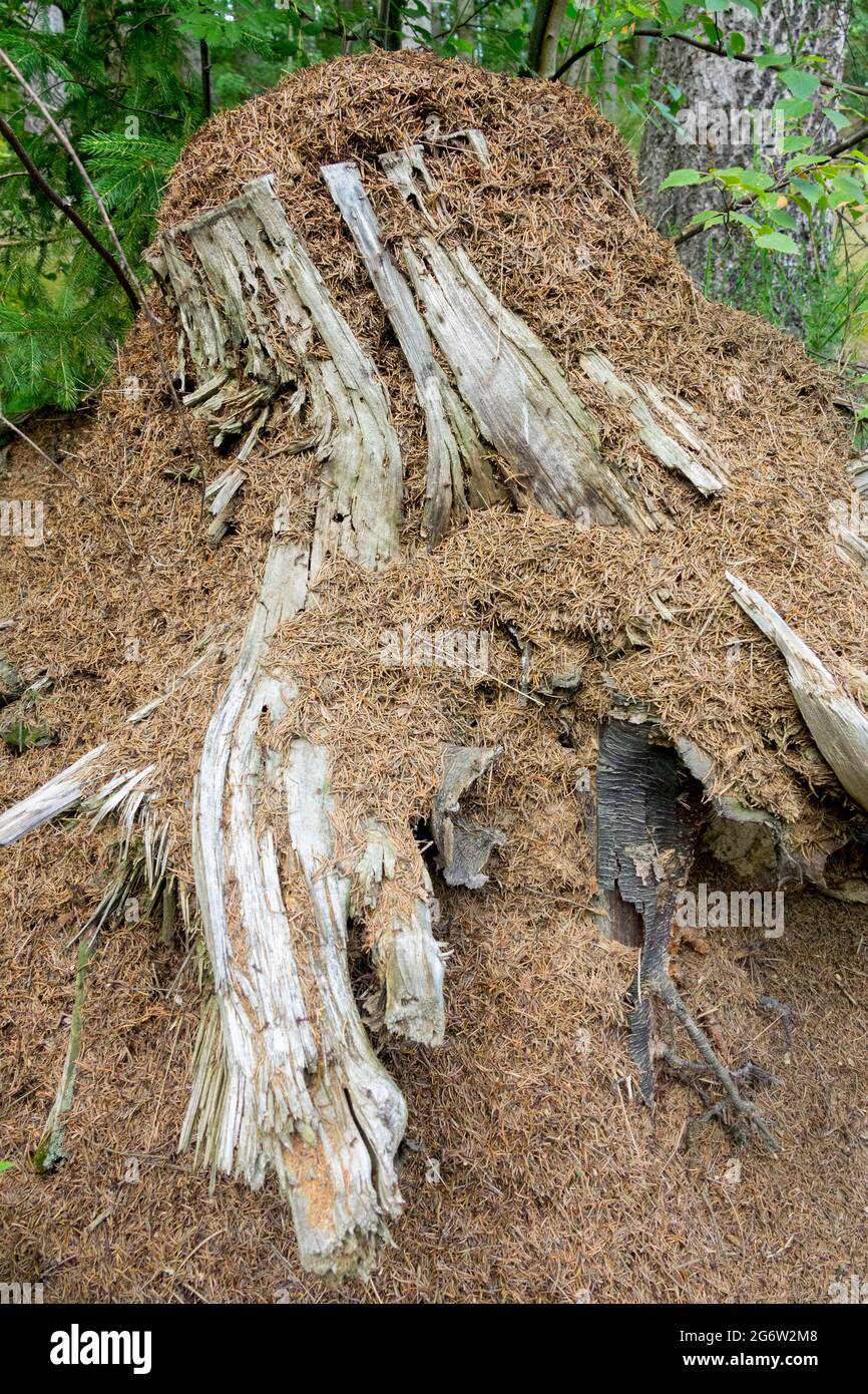 Ameisen aus Ameisenwald nisten auf alten Baumstümpfen Ameisennest aus Formica-Rufa-Holz Ameisennest Stockfoto