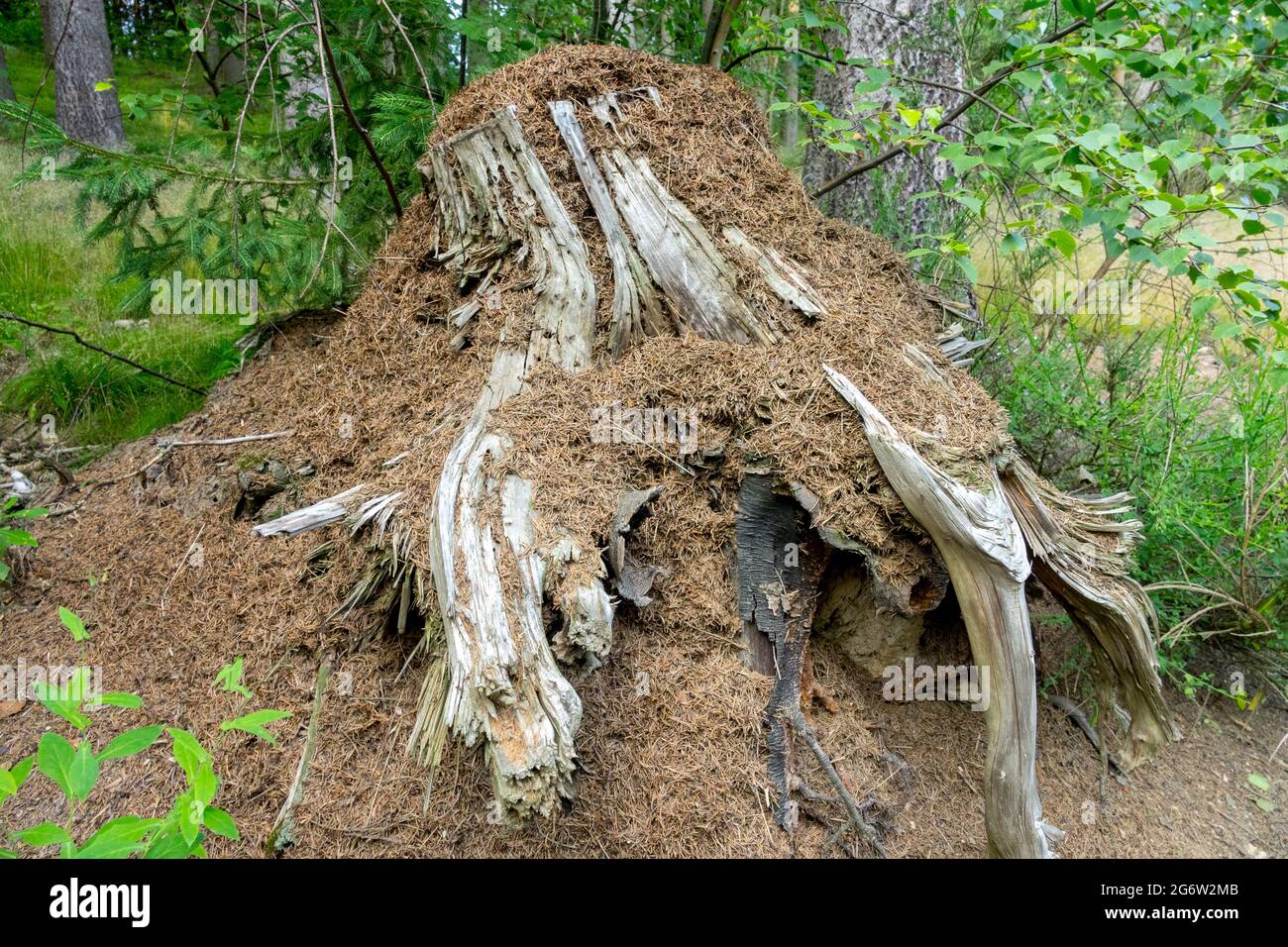 Ameisen aus dem Ameisenwald nisten auf Alten Stumpf Ameisen Nest Wald Ameisen Nest Wald Formica rufa Ameisen Natur Woods Wildtiere Insekten Stockfoto