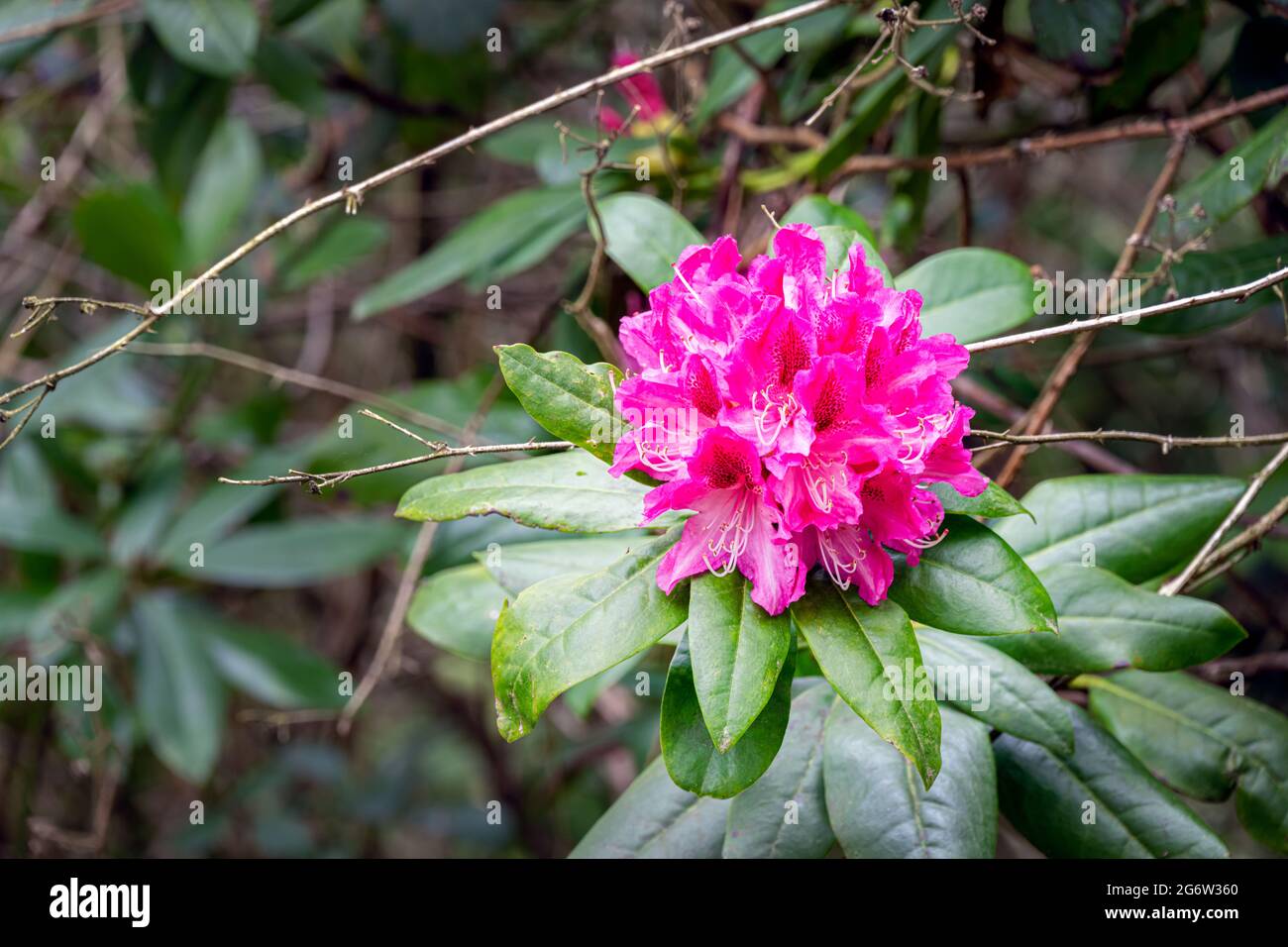 Nahaufnahme einer wunderschönen, schockierenden rosafarbenen Rhododendronblüte im Frühling Stockfoto