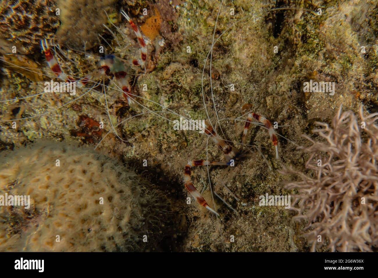 Korallengarnelen Stenopus hispidus im Roten Meer Eilat Israel Stockfoto