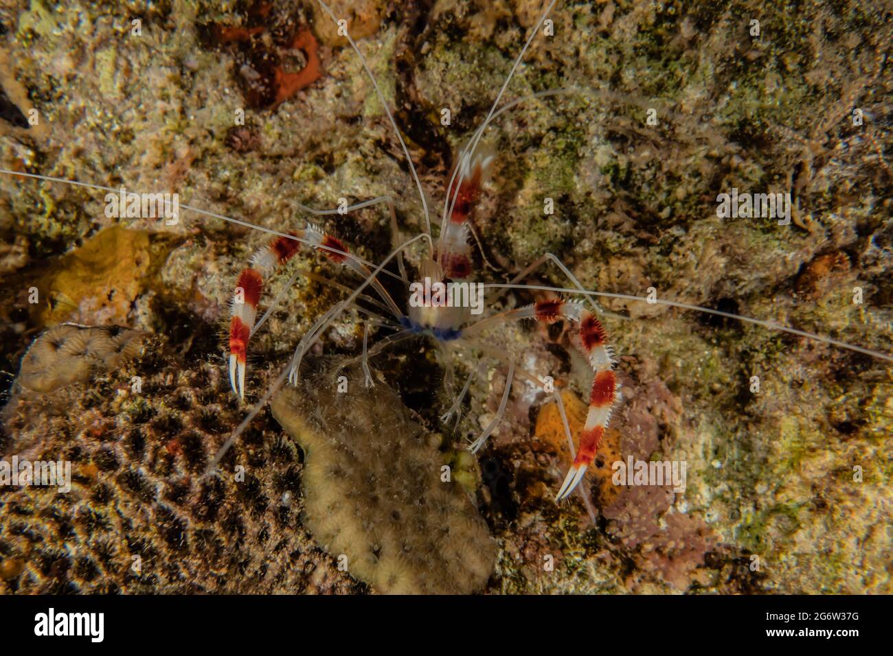 Korallengarnelen Stenopus hispidus im Roten Meer Eilat Israel Stockfoto