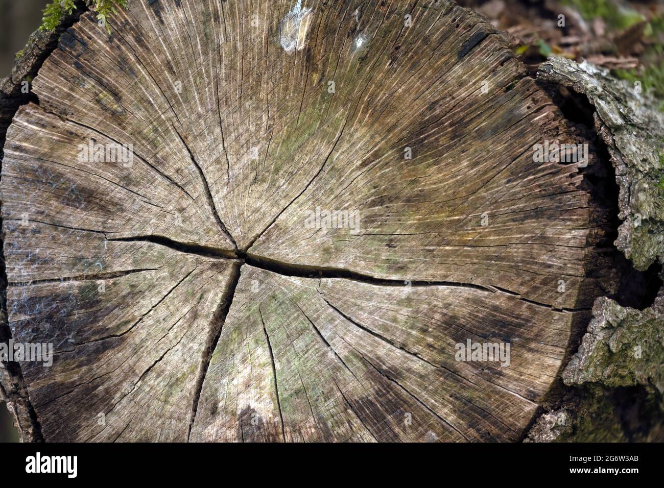 Holz, Rundholzquerschnitt, Nahaufnahme als Hintergrund Stockfoto