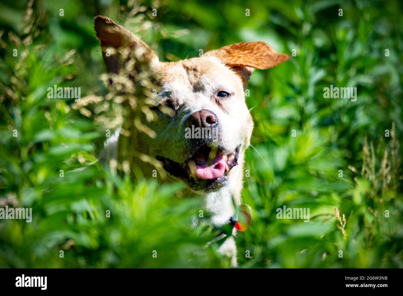 Ein Mischlingshund blicken zwischen den langen, hohen Gräsern zurück auf die Kamera. Stockfoto
