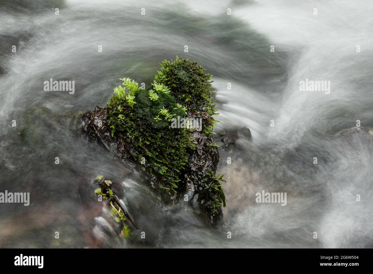 Moos, Steine und Pflanzen werden durch das Wasser eines Baches gewaschen. Stockfoto