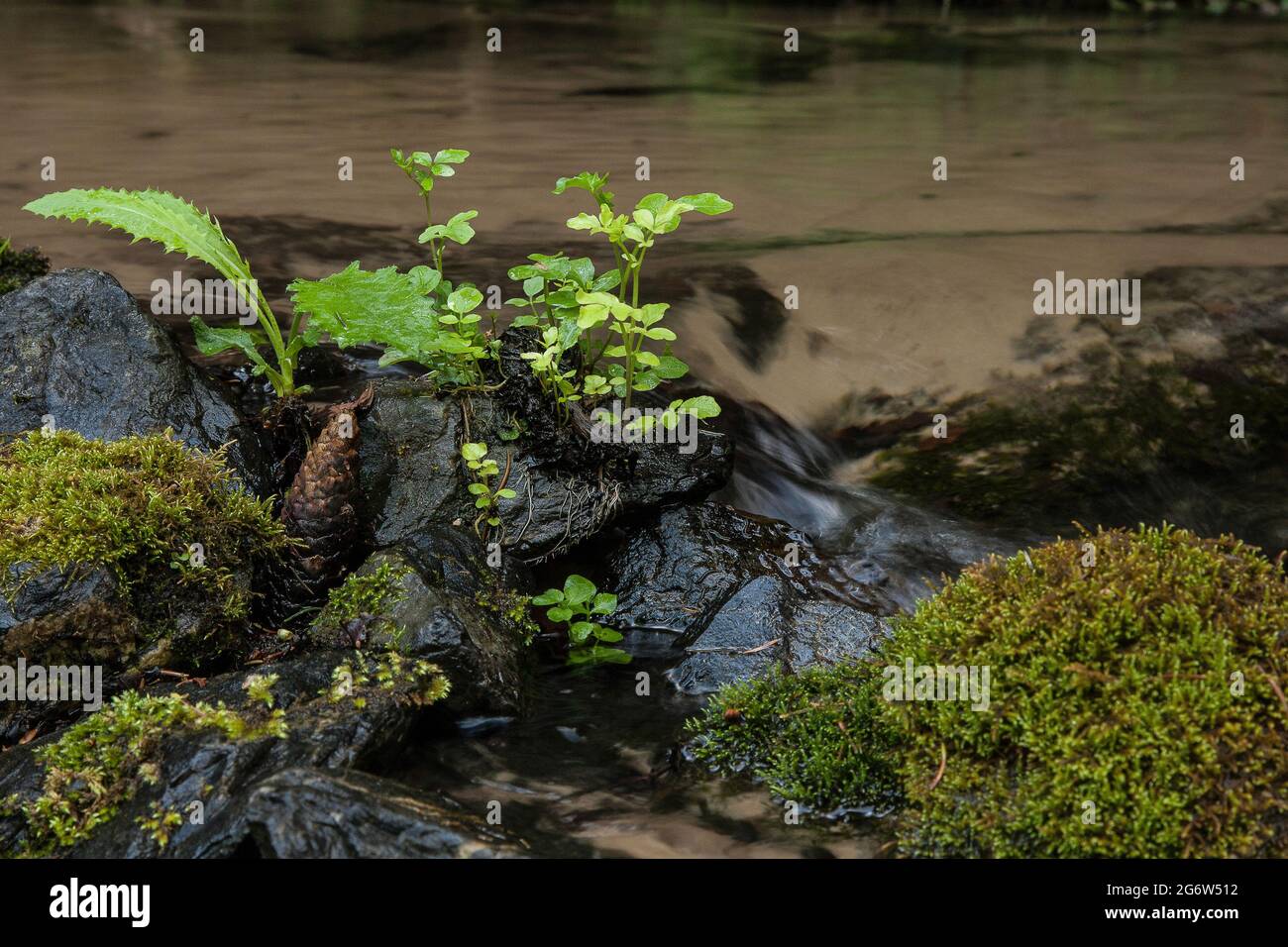 Moos, Steine und Pflanzen werden durch das Wasser eines Baches gewaschen. Stockfoto