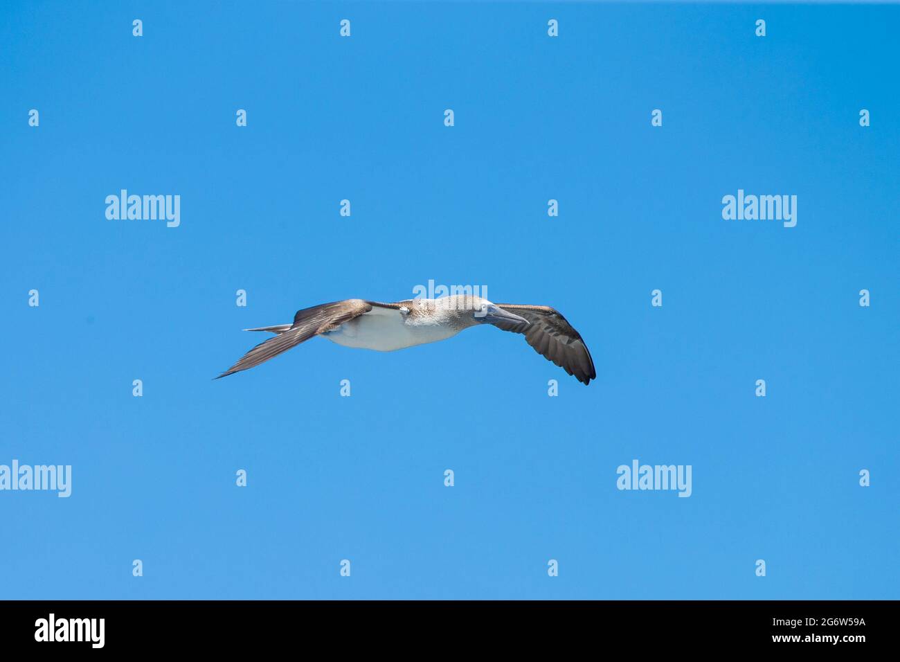 Blaufußbooby (Sula nebouxii) Männchen im Flug Stockfoto