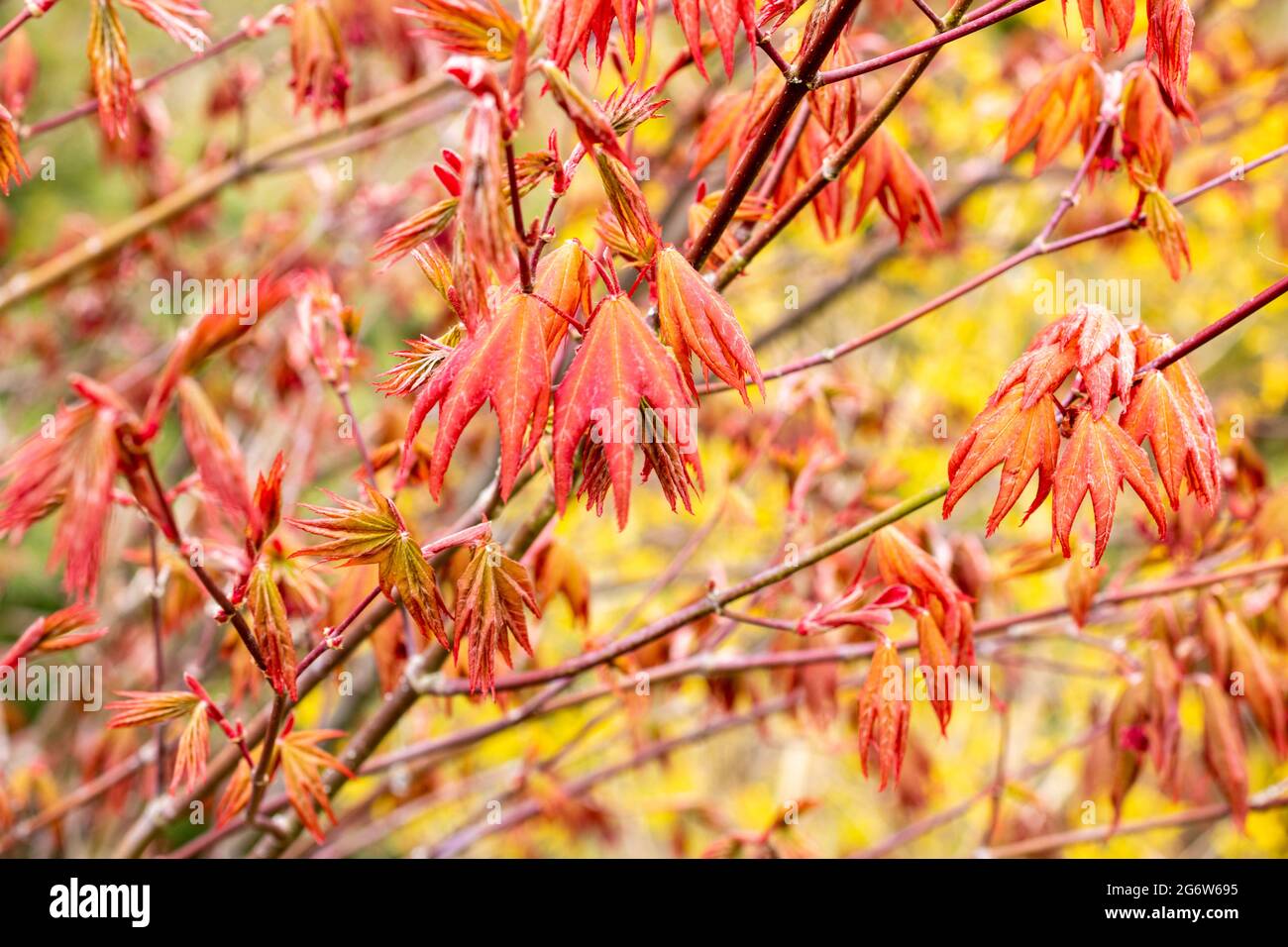 Acer circinatum x palmatum „Red Wings“. Ein schöner acer mit orange-roten Blättern, die sich in der Frühlingssonne in Großbritannien entfalten. Stockfoto