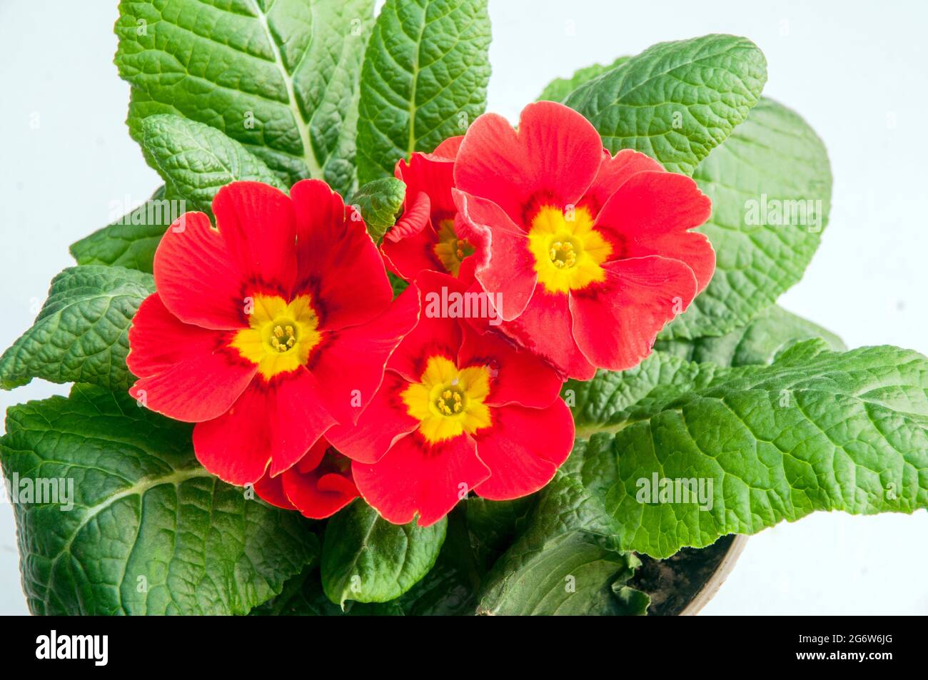 Nahaufnahme von primula vulgaris Ringostar mit roter Sorte Dies ist eine halbimmergrüne winterharte Staude, die im späten Winter und frühen Frühjahr blüht Stockfoto