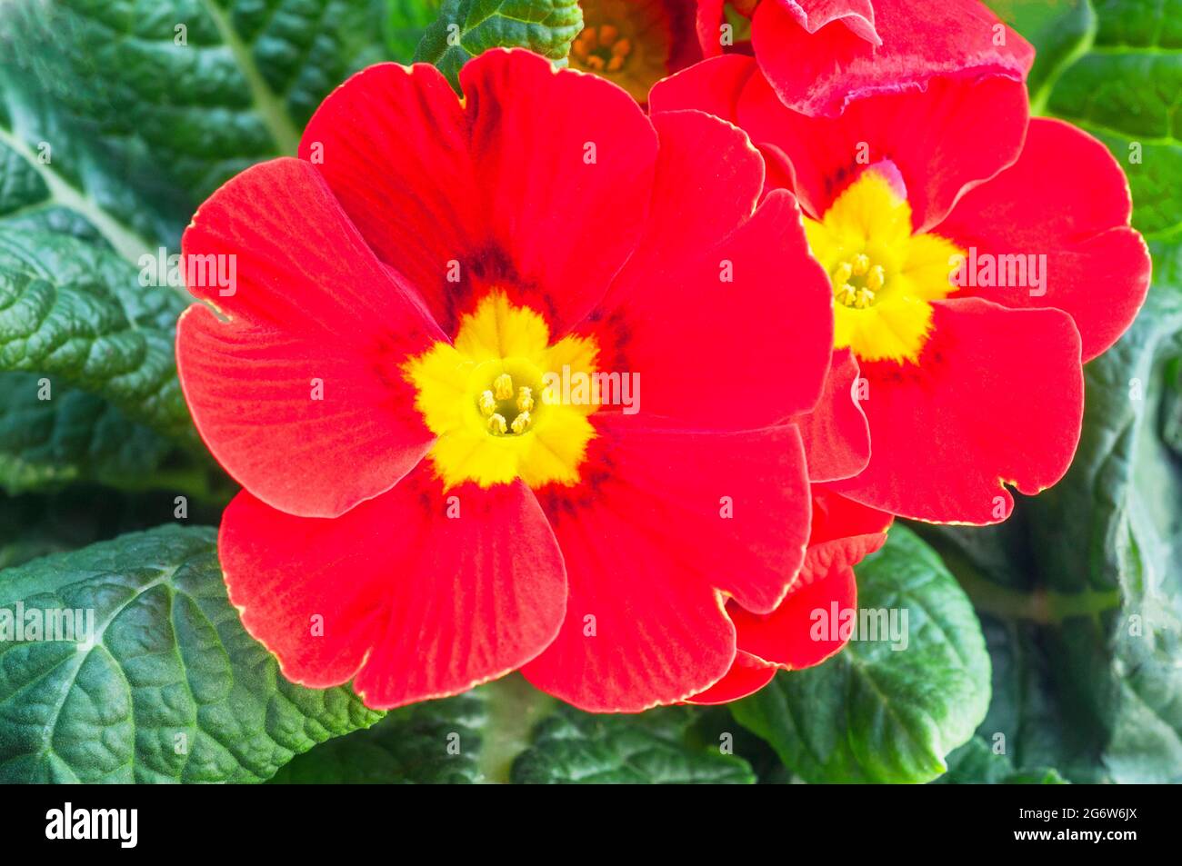 Nahaufnahme von primula vulgaris Ringostar mit roter Sorte Dies ist eine halbimmergrüne winterharte Staude, die im späten Winter und frühen Frühjahr blüht Stockfoto