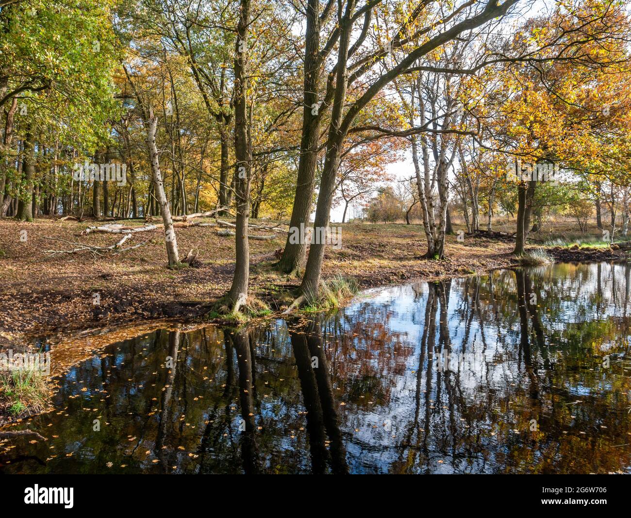 Pool umgeben von Bäumen im Moor des Naturreservats Takkenhoogte, Reestdal, Drenthe, Niederlande Stockfoto