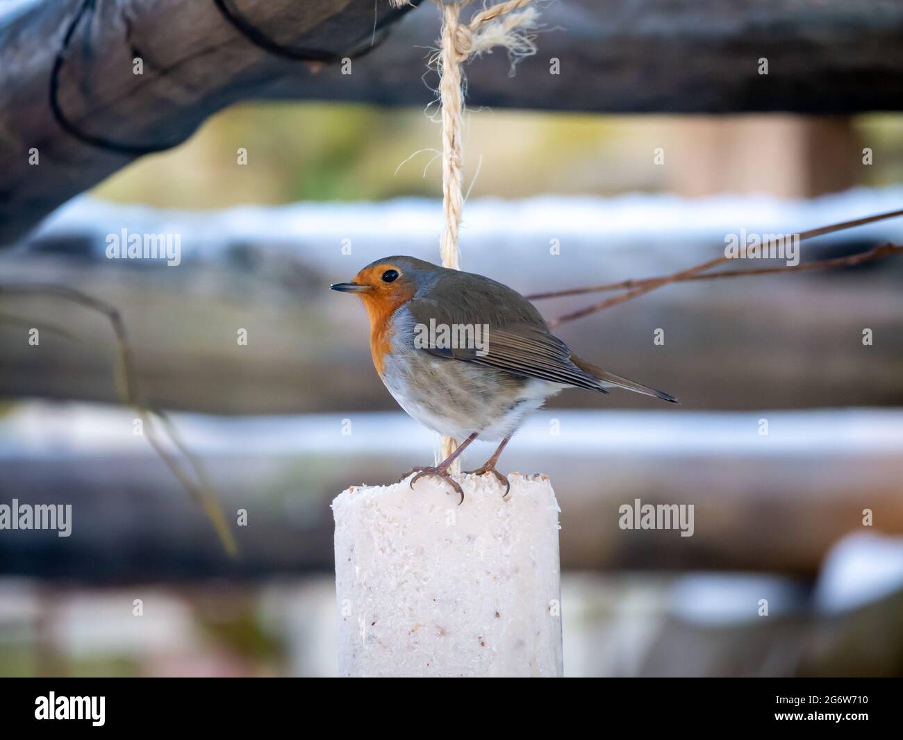 Robin, Erithacus rubecula, Fütterung von Fettfutter im Garten im Winter, Niederlande Stockfoto