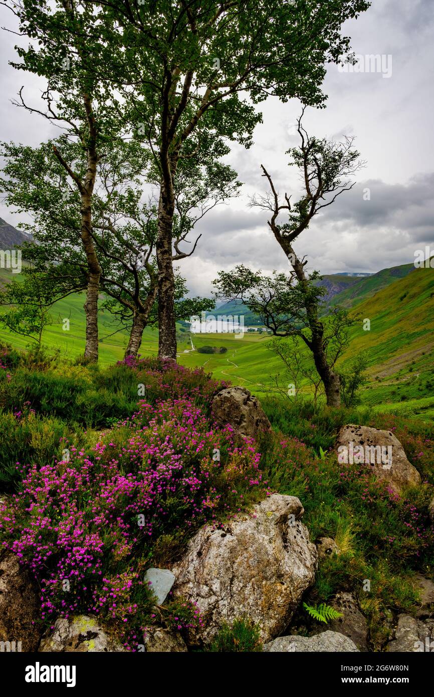 Heather liegt am Hang bei Warnscale Beck, mit Blick auf Buttermere im englischen Lake District Stockfoto