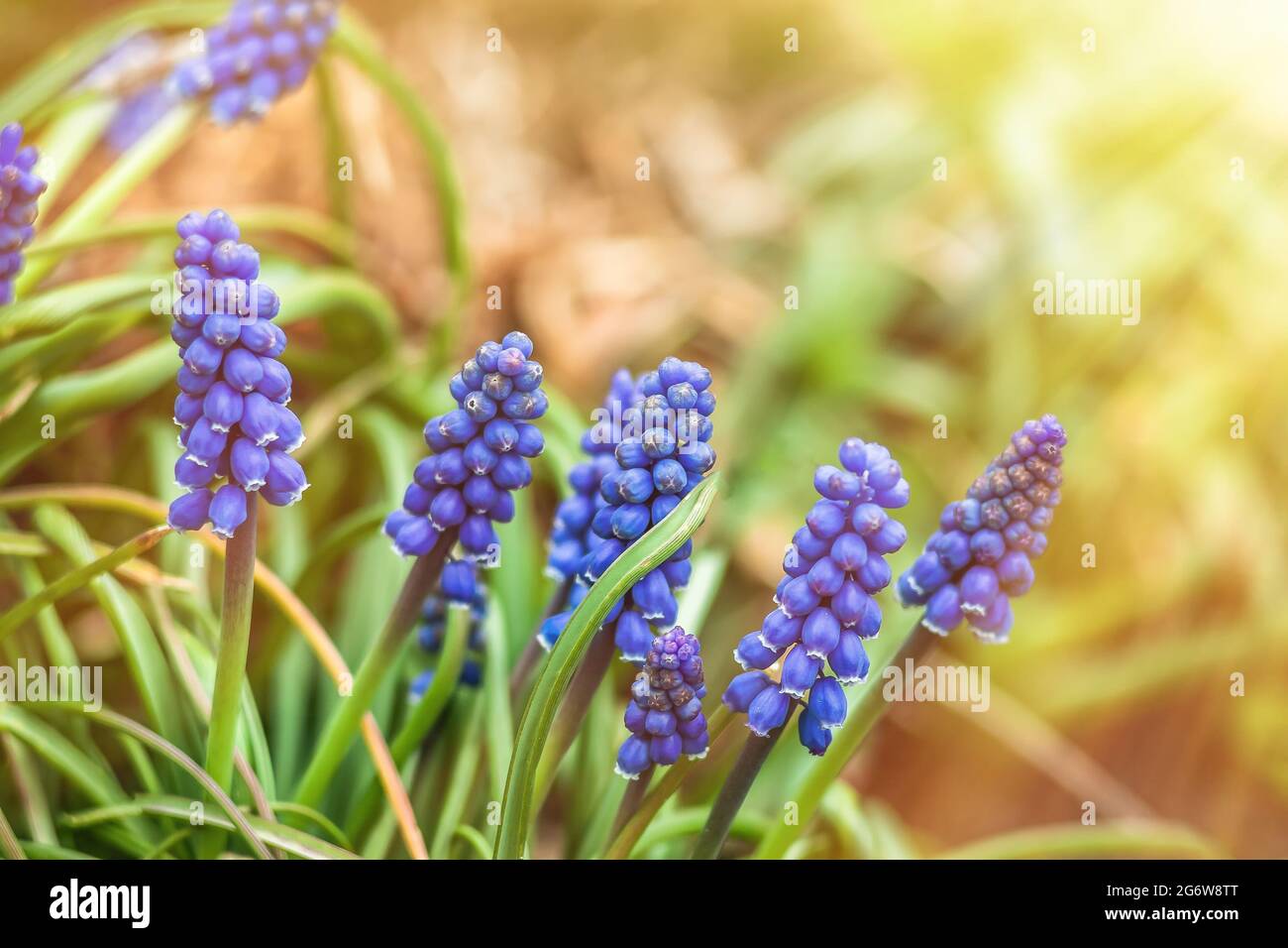 Muscari frühlingshafte blaue Blumen im Garten, im Sonnenlicht. Selektiver Fokus. Weichzeichnen. Stockfoto