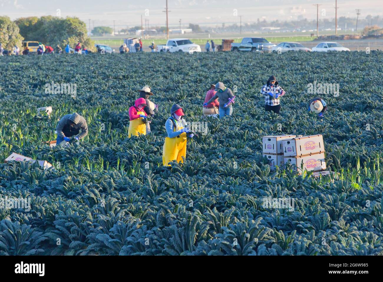 Kale 'Lacinato', hispanische Feldcrew, die Getreide erntet und verpackt. Stockfoto