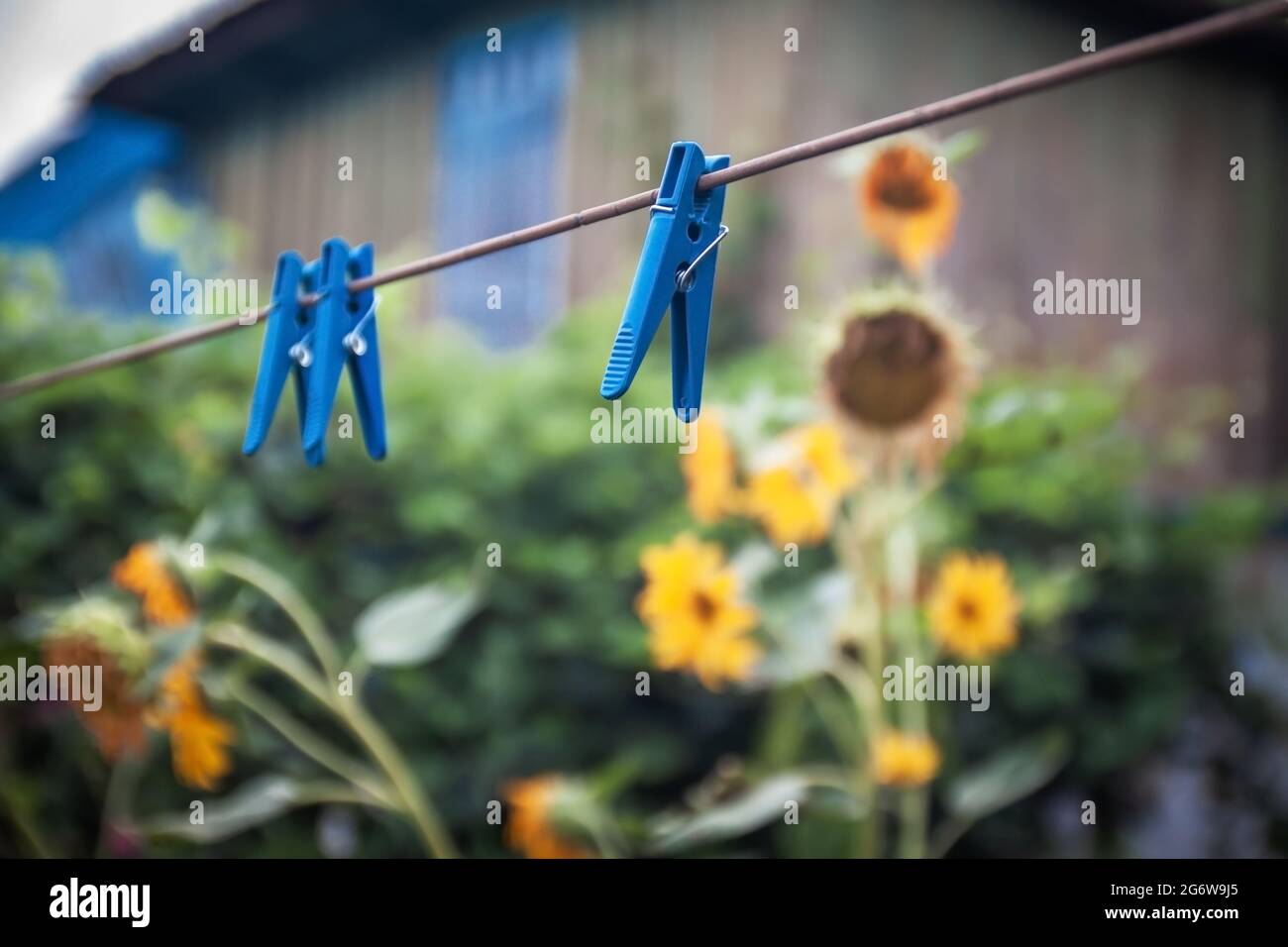 Blaue Plastikkleidernadeln an einem Seil vor dem Hintergrund eines alten Hauses und Sonnenblumenblumen. Selektiver Fokus Stockfoto