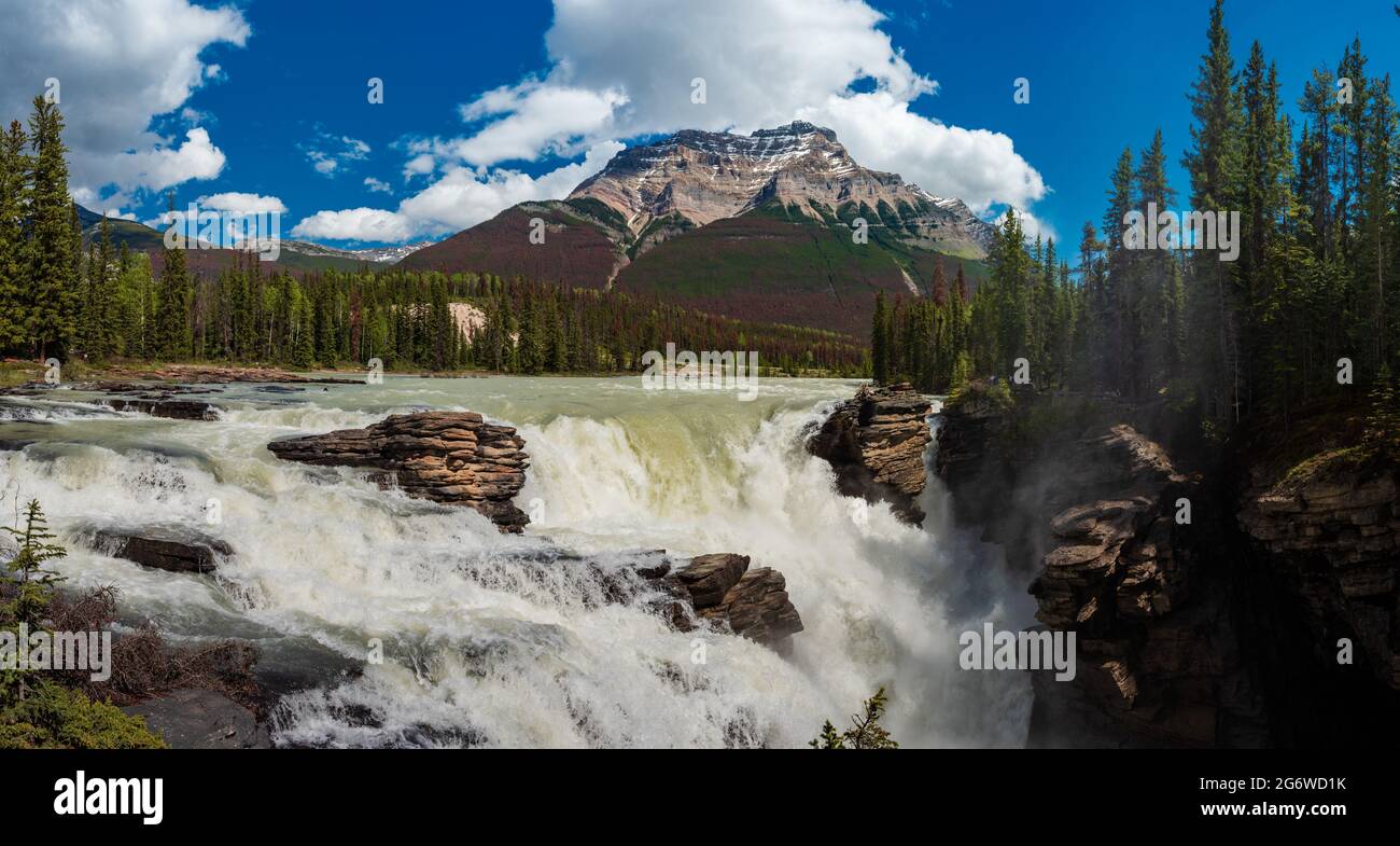Das tosende Athabasca fällt zu Beginn des Sommers Stockfoto