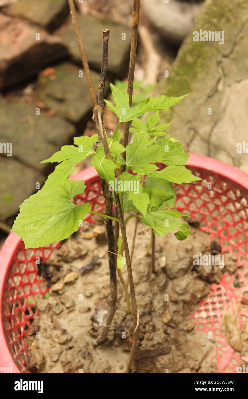 Bittere Melonenpflanze Stockbild Stockfoto