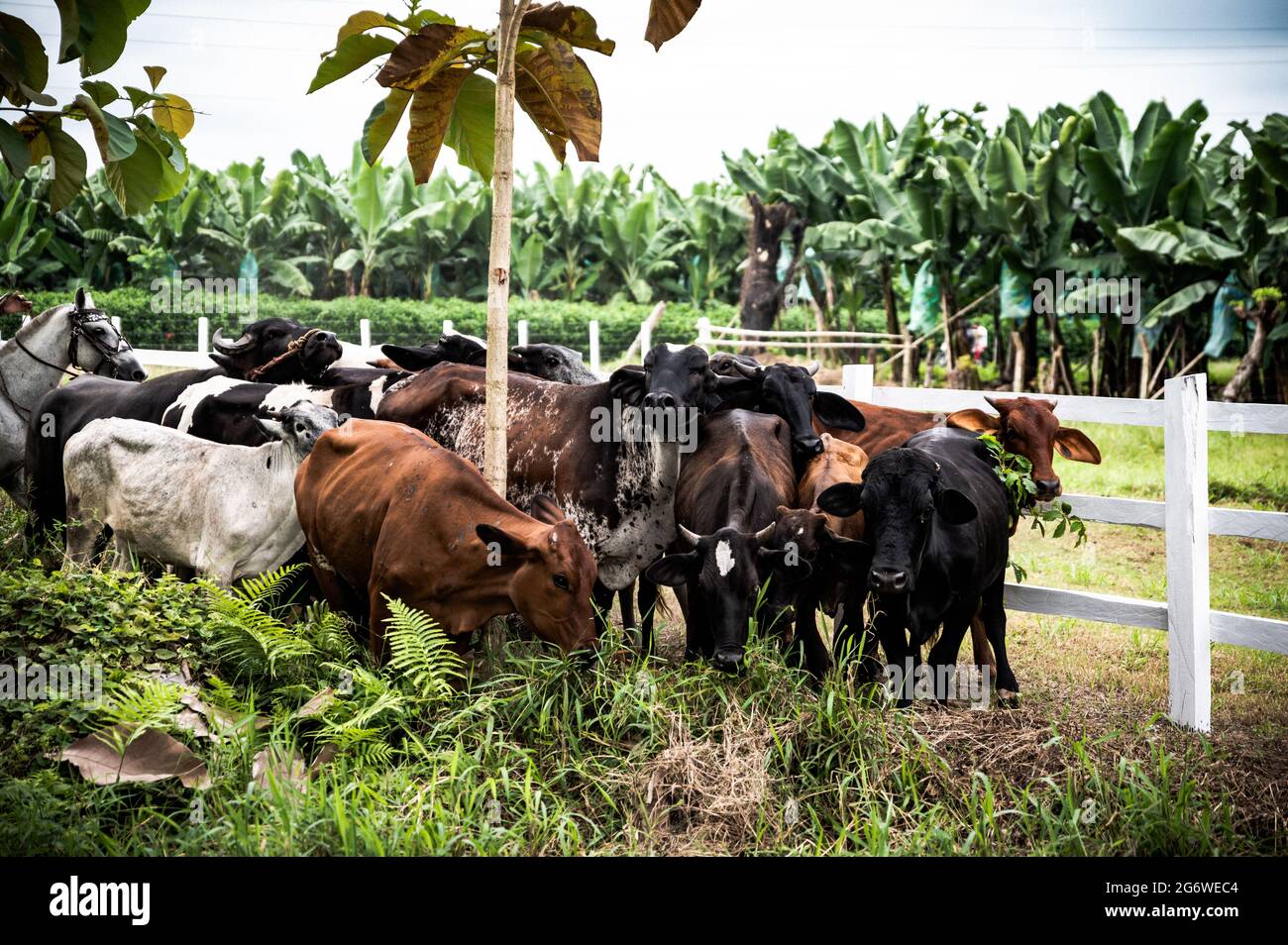 Eine Gruppe von braunen, weißen und schwarzen Kühen und Stieren in einem Korral auf einer Ranch mit Bananenplantagen im Hintergrund. Sonniger Tag, keine Menschen. Stockfoto