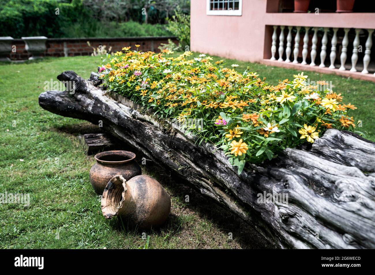 Schönes buntes Blumenbeet vor einem Haus, in einem Baumstamm in einem Garten mit einigen alten Tontöpfen als Verzierungen angeordnet. Stockfoto