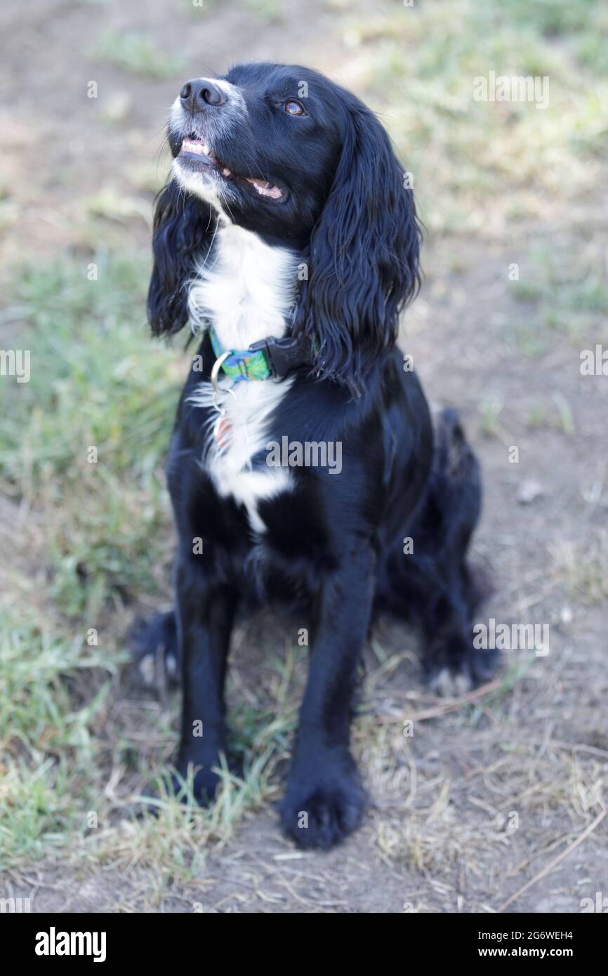 3-jähriger schwarzer Rüde mit weißen Markierungen amerikanischer Cocker Spaniel. Hundepark an der Leine in Nordkalifornien. Stockfoto