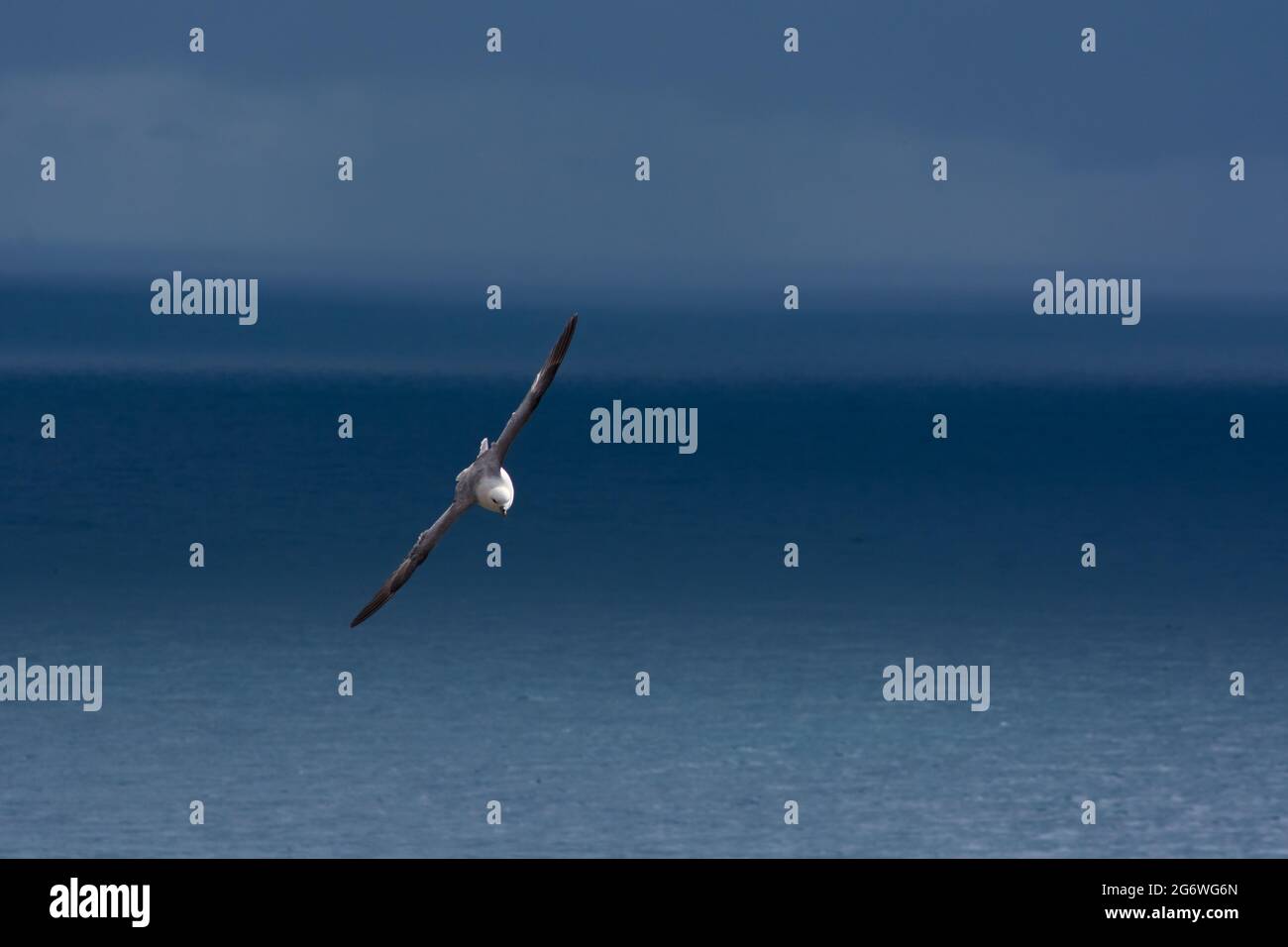 Möwe, die bei Látrabjarg über das grönländische Meer fliegt Stockfoto