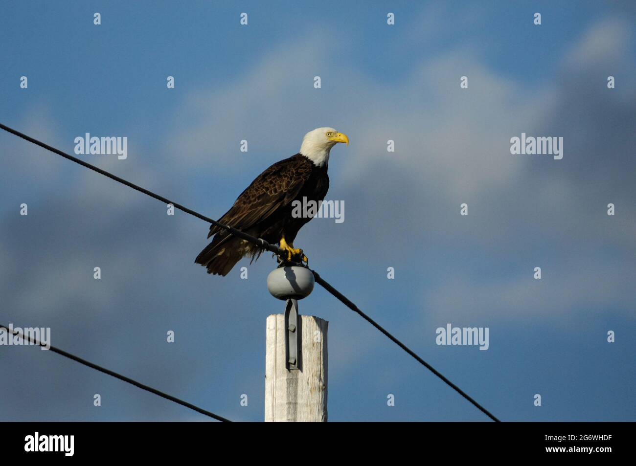 Bald Eagle auf EINEM Stromast, San Juan Island Stockfoto