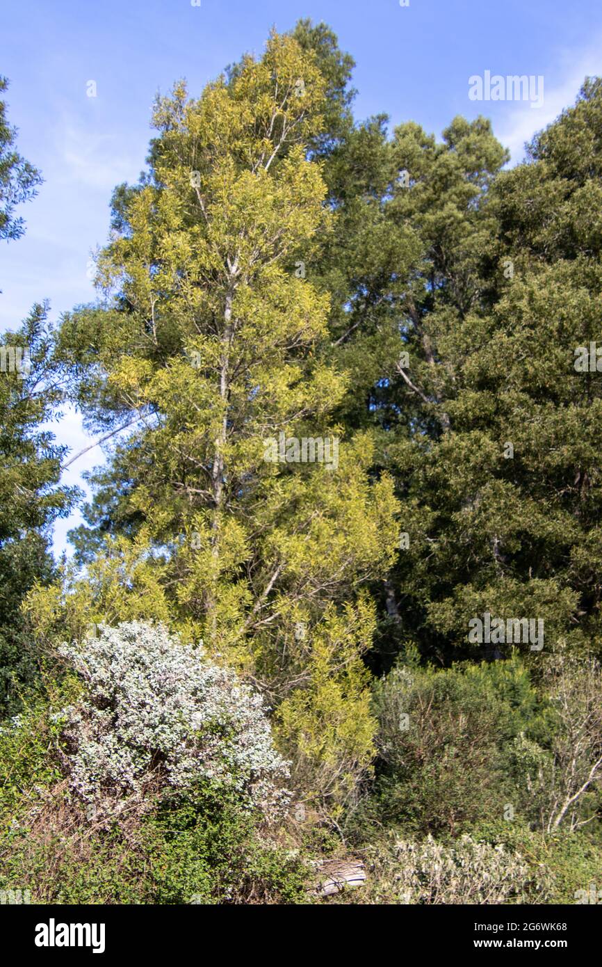 Bäume in verschiedenen Grüntönen - eine dominante Farbe Stockfoto