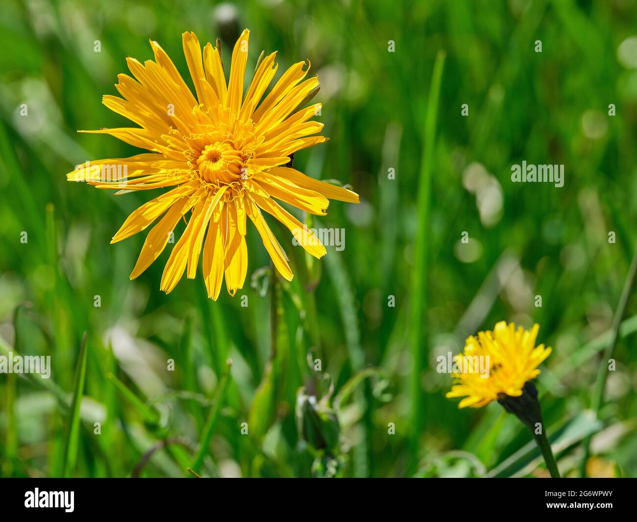 Herbsthawkbit (Scorzoneroides autumnalis), schöne gelbe Blume Stockfoto