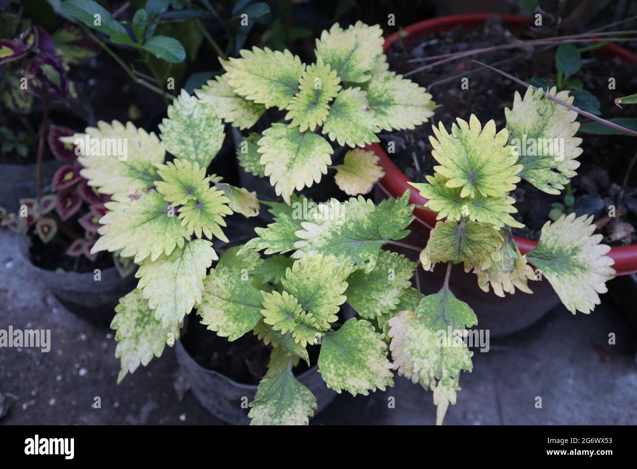 Schneeflocken Coleus Blumen Pflanzen Stockfoto