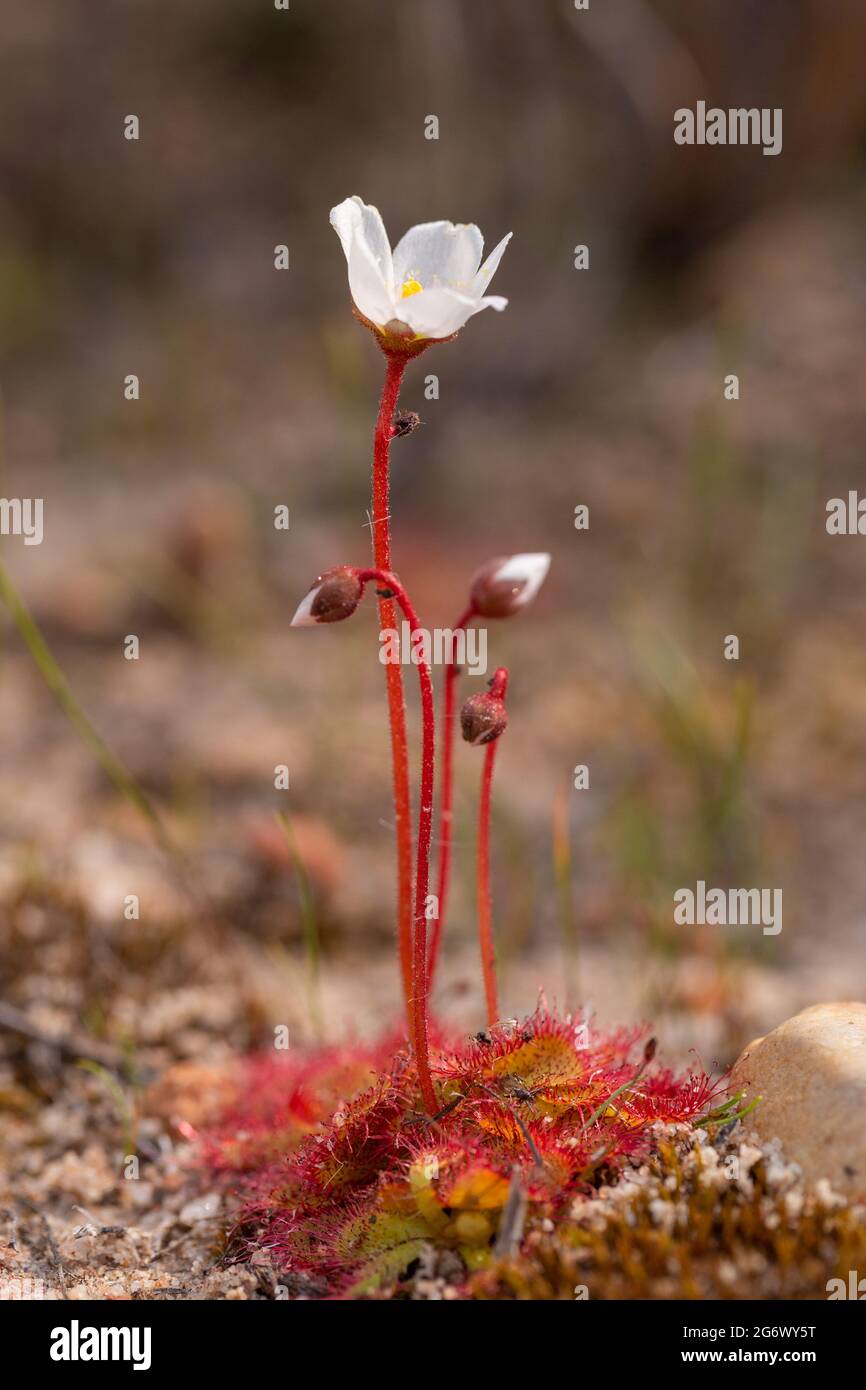 Südafrikanische Wildblume: Seitenansicht eines blühenden Sonnentauers (Drosera sp.), gesehen in einem natürlichen Lebensraum in der Nähe von Nieuwoudtville, Nordkap, Südafrika Stockfoto