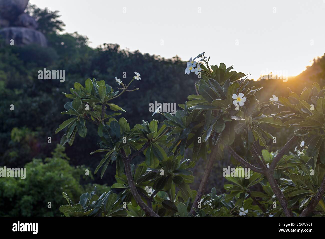 Auf der rechten Seite des blühenden Plumeria-Baumes leuchten die Sonnenstrahlen von hinten am Hügel bei Sonnenaufgang. Vor dem Hintergrund des Himmels und Stockfoto