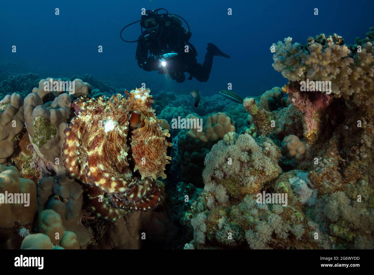 Unterwasserlandschaft am Roten Meer. Octopus Cyanea und Korallenriff in der Nähe von Makadi Bay, Ägypten Stockfoto