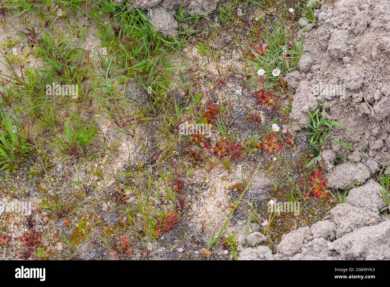 Drosera aff. alba in natürlichem Lebensraum am Nordkap von Südafrika Stockfoto