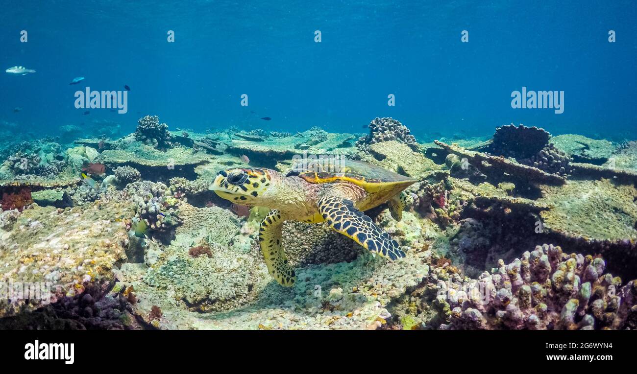 Meeresschildkröte schwimmend im blauen Wasser. Niedliche Meeresschildkröte im blauen Wasser des tropischen Meeres. Unterwasserfoto der grünen Schildkröte. Wildes Meerestier in natürlicher Ökologie Stockfoto