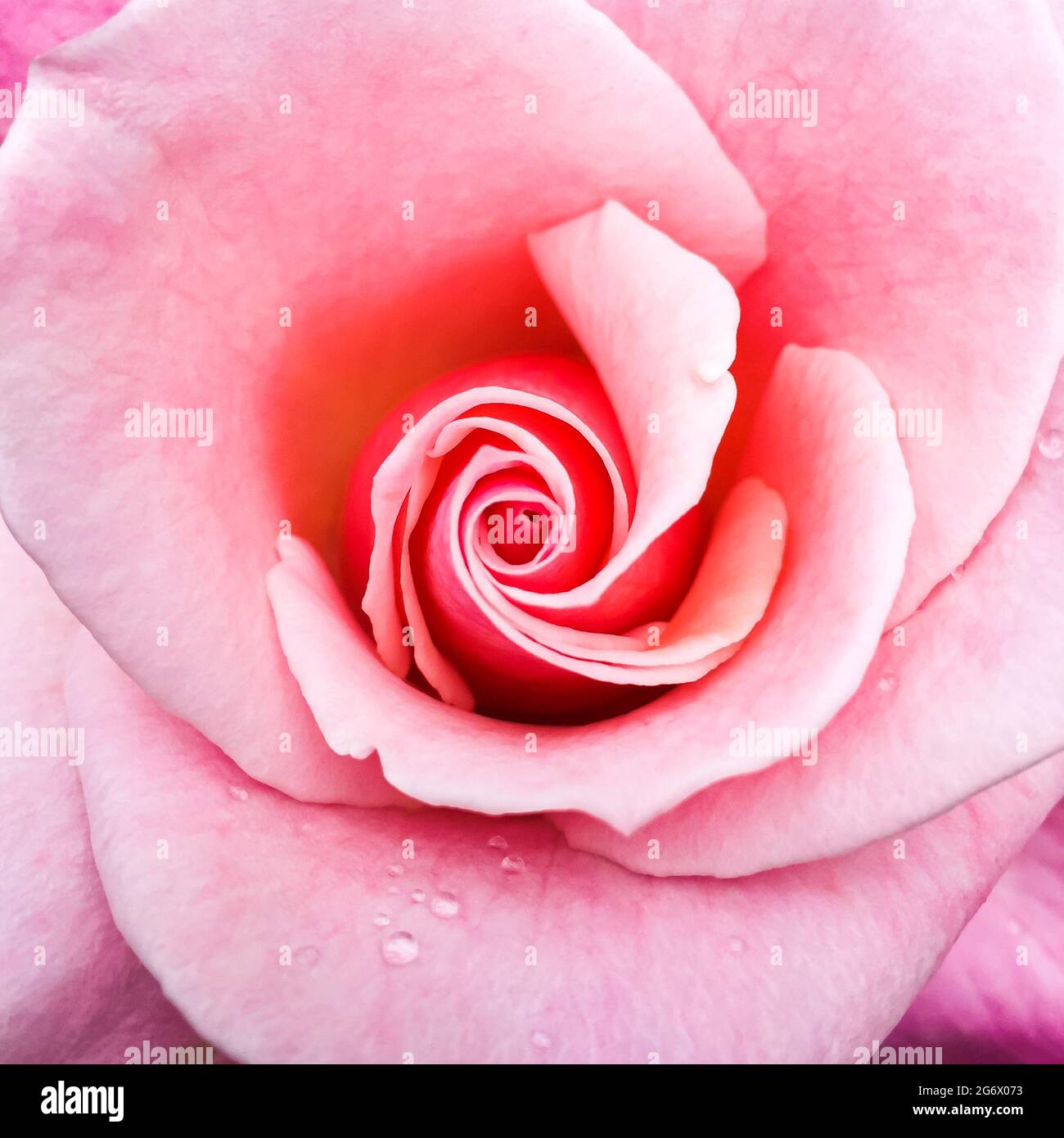 Frische, blühende rosa Rose. Stockfoto