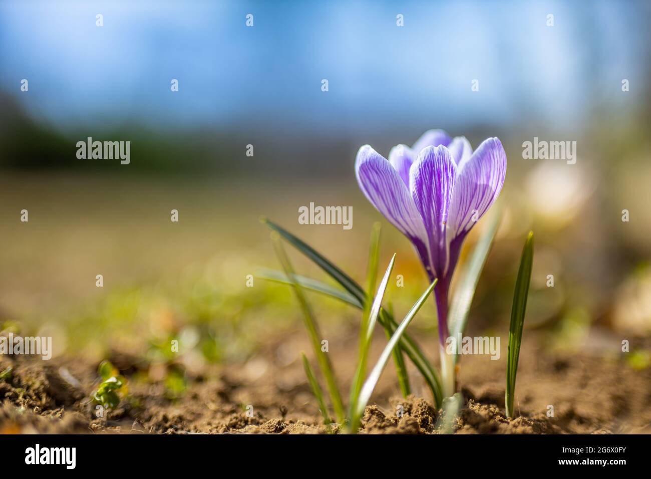 Blühende violette Krokus blühen an einem sonnigen Frühlingstag in einem sanften Fokus. Wunderschöne Blumenaufnahme, helle Farben Stockfoto