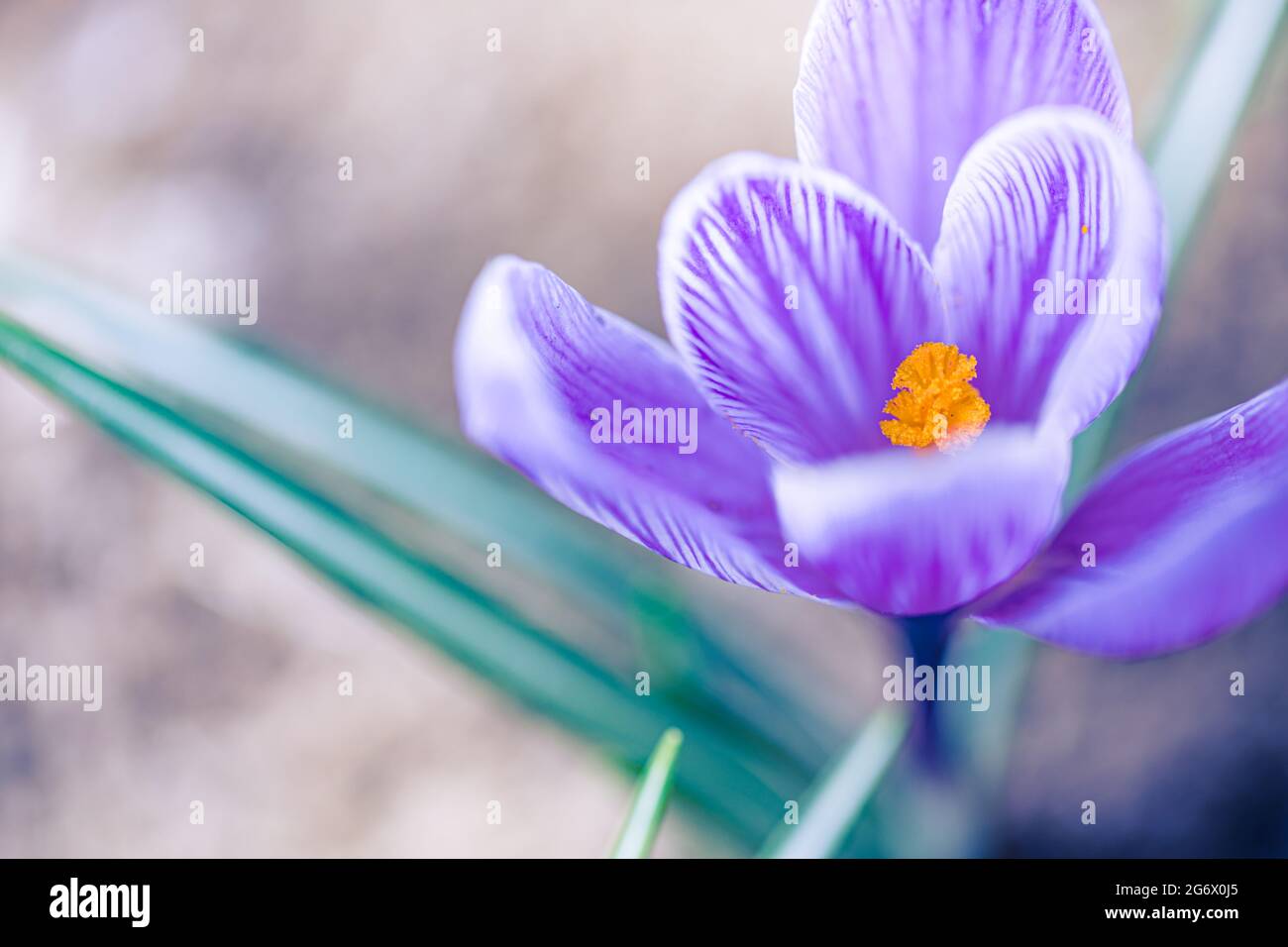 Blühende violette Krokus blühen an einem sonnigen Frühlingstag in einem sanften Fokus. Wunderschöne Blumenaufnahme, helle Farben Stockfoto