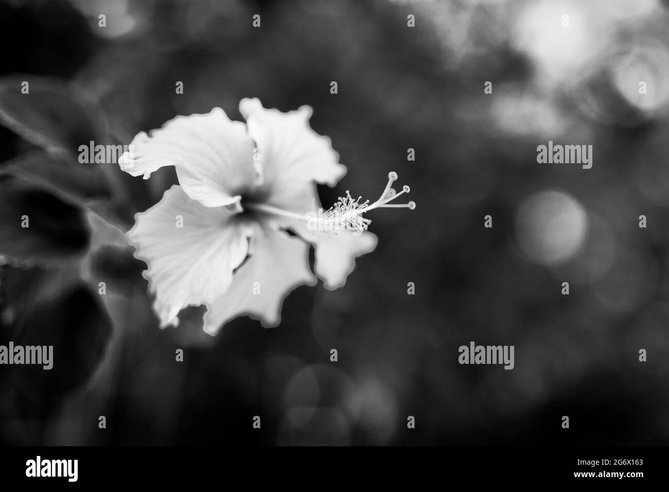 Schwarz-weiße Hibiskusblüte auf grünem Hintergrund. Im tropischen Garten. Dramatische Nahaufnahme mit dunklen Blüten und unscharfem Laub im Naturhintergrund Stockfoto