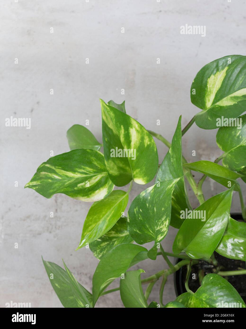 Grüne Hauspflanze Scindapsus Epipremnum auf grauem Hintergrund. Ziergarten in der Wohnung. Grünes Haus Stockfoto