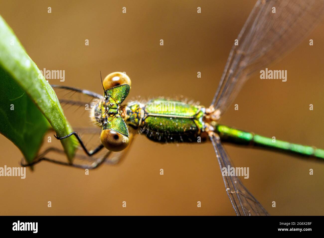 Emerald damselfly (Lestes sponsa) - Umbrien, Italien Stockfoto