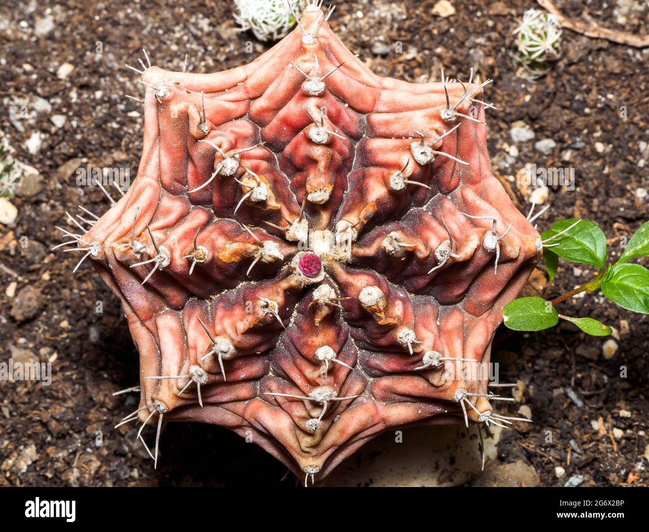 Gymnocalycium Mihanovichii Kaktus Stockfoto