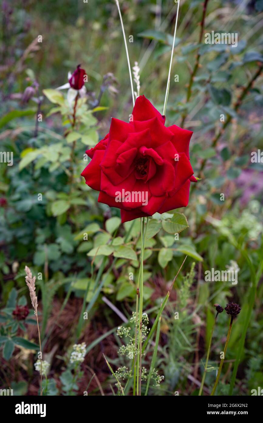 Echter natürlicher Hintergrund: Wunderschöne rote Rose im grünen Garten. Speicherplatz kopieren Stockfoto