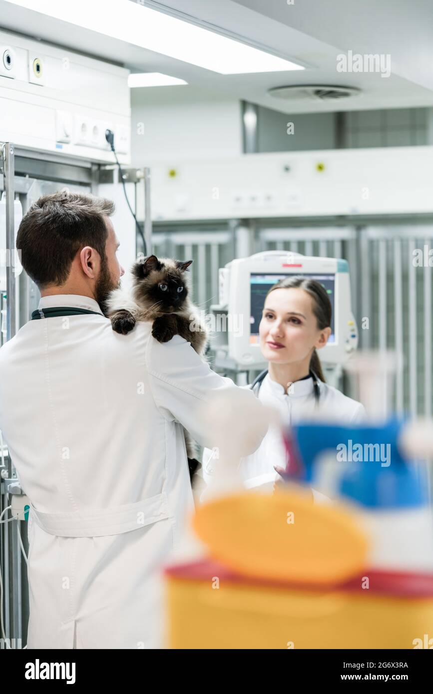 Tierärzte in Intensivstation der PET-Klinik mit Katze diskutieren Stockfoto