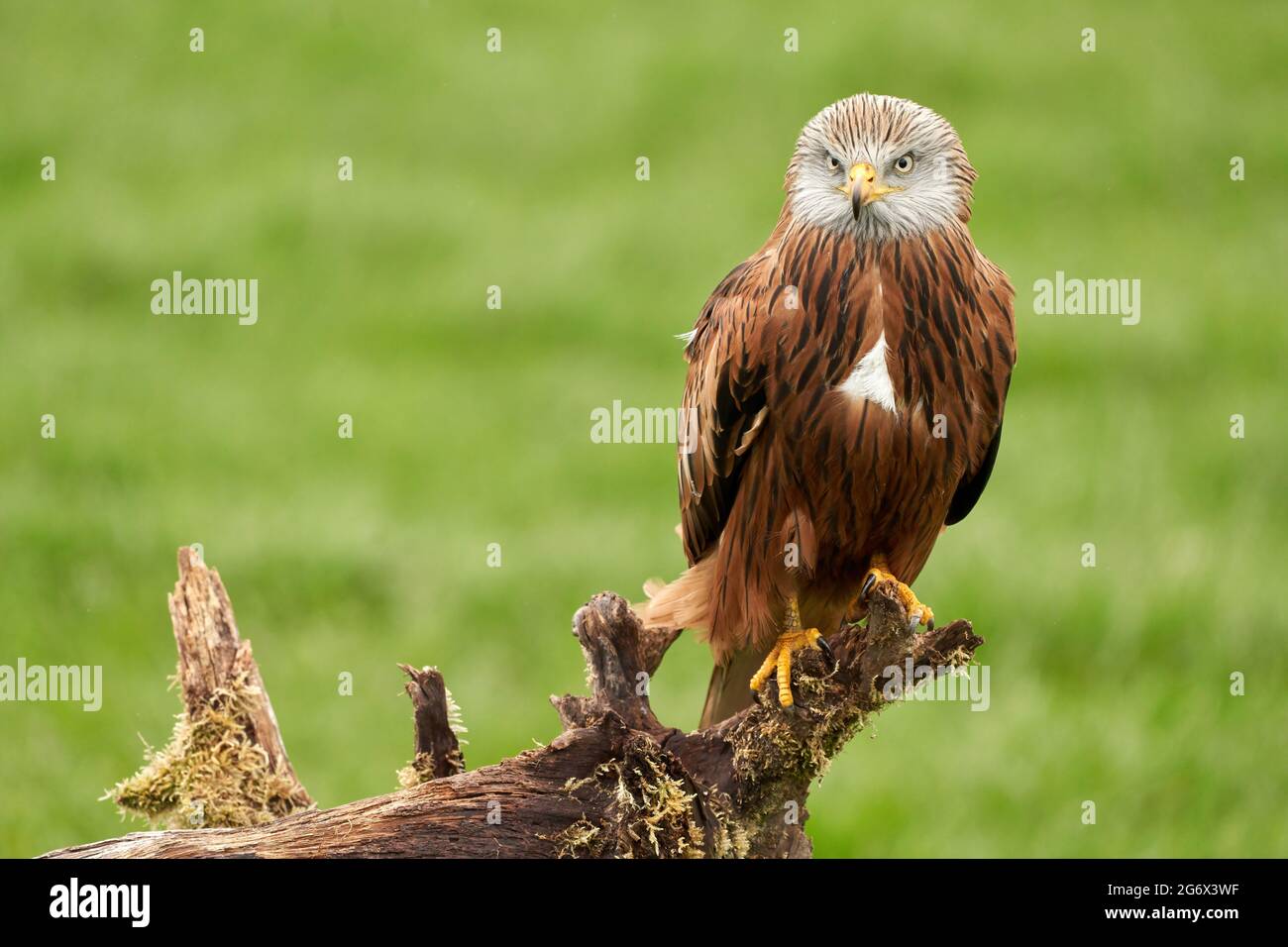 Roter Drachen, Greifvogelporträt. Der Vogel sitzt auf einem Stumpf, schaut direkt in die Kamera. Stockfoto