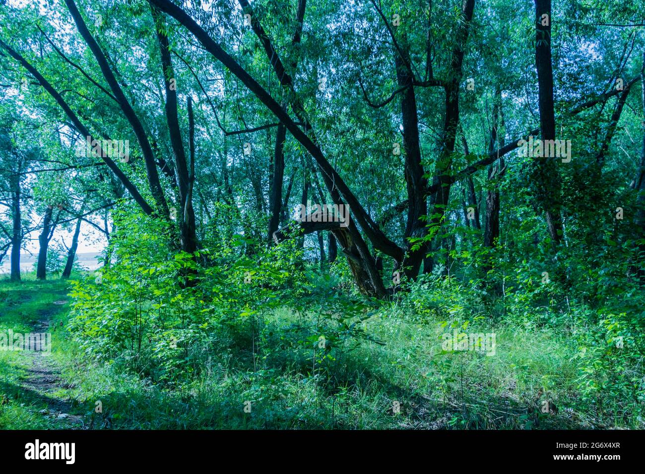 Im Wald wachsen Pflanzen und Bäume. Das Foto wurde in Tscheljabinsk, Russland, aufgenommen. Stockfoto