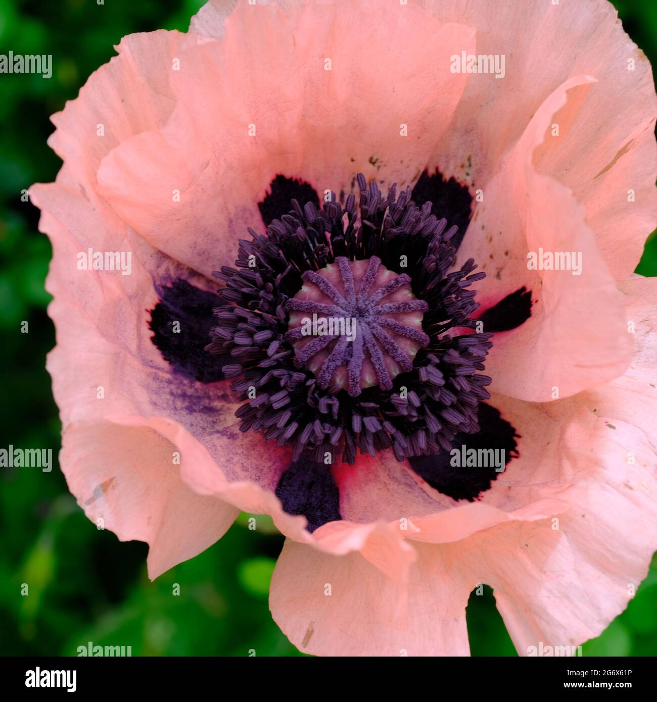 Pink Poppy Princess Victoria Louise Papaver orientalisch, dunkler Samenkopf und Staubgefäß guter Bestäuber. Hauptfokus Stockfoto