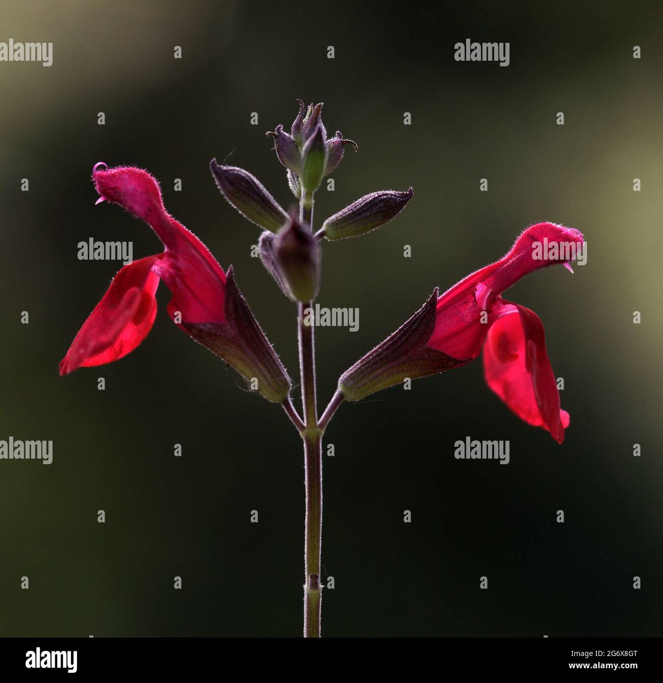 Bartzunge Stockfotos Und Bilder Kaufen Alamy
